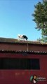 Adanada çatıya çıkıp düşen inek
