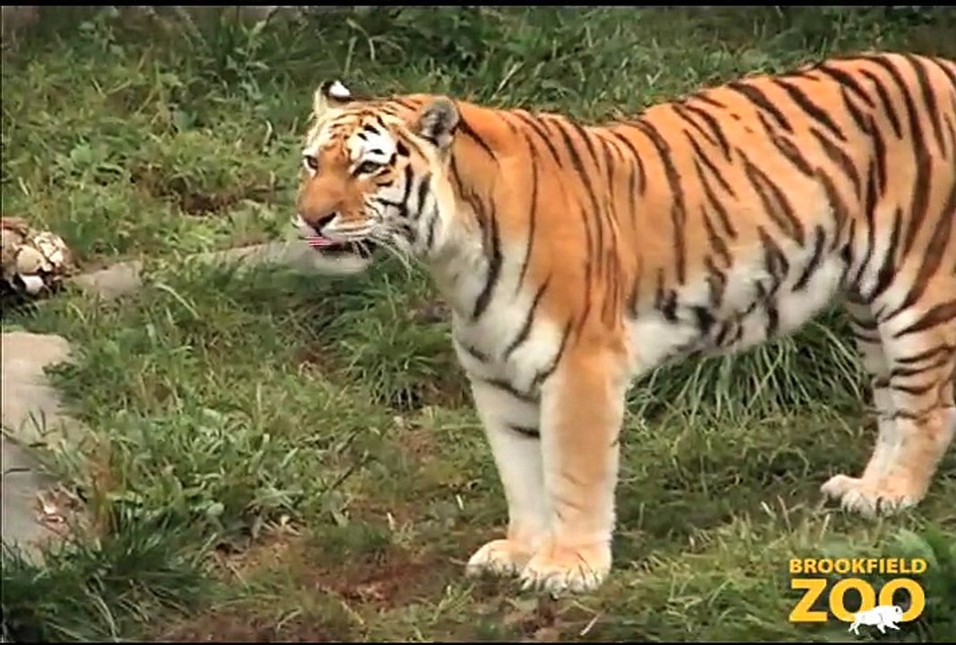 Be Aware of Big Cats at Brookfield Zoo