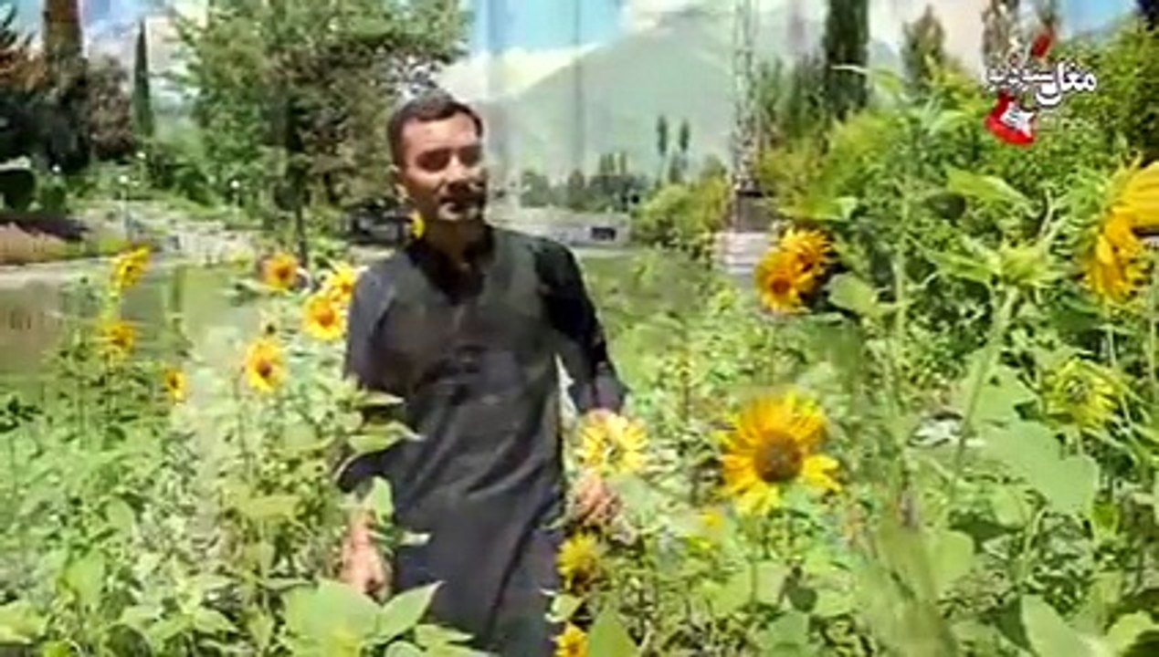 Hardi Ma Ta Dasta  Mohsin Hayat