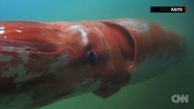 [Element Cams] - [GoPro in the world] - Part 10: Giant squid surfaces in Japanese harbor