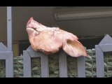 Giugliano (NA) - Testa di maiale davanti moschea: 