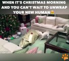 Ce chien déballe son cadeau de Noel... Comme un fou
