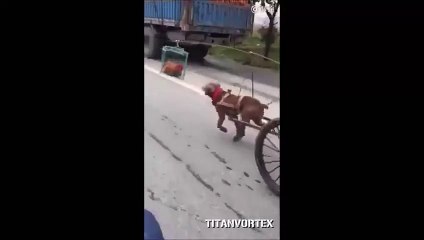 Comment faire avancer un chien qui tire une charrette... Chasse au poulet!