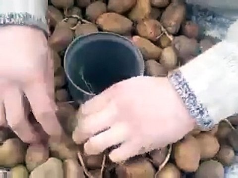 Voilà comment on plante des pommes de terre sans effort!