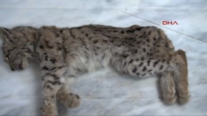 Elazığ Yaralı Bulunan Vaşak Kurtarılamadı