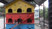 Kedi Evlerine' Brandalı Sıcaklık, Sokak Hayvanlarına Yem