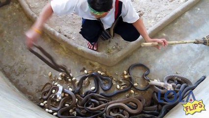 Man Gets Far Too Close to These Angry Snakes!Hd Video