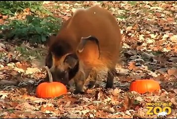 Animals Receive Halloween Pumpkins