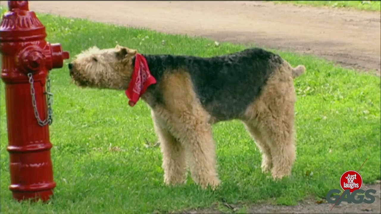 Dogs Get Pranked ! - Best of Just for Laughs Gags