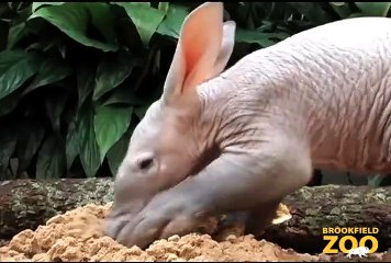 Baby Aardvark and Mom at Brookfield Zoo
