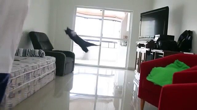 The cat is IFFHS World's Best Goalkeeper