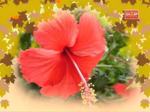 Sidha Ragasiyam 108 nattu marthvam PATTI VAITHIYAM