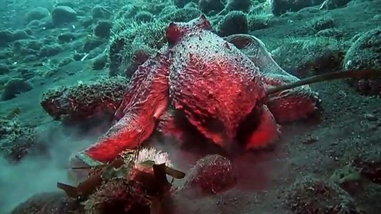 Pure Nature Specials Octopus Volcano