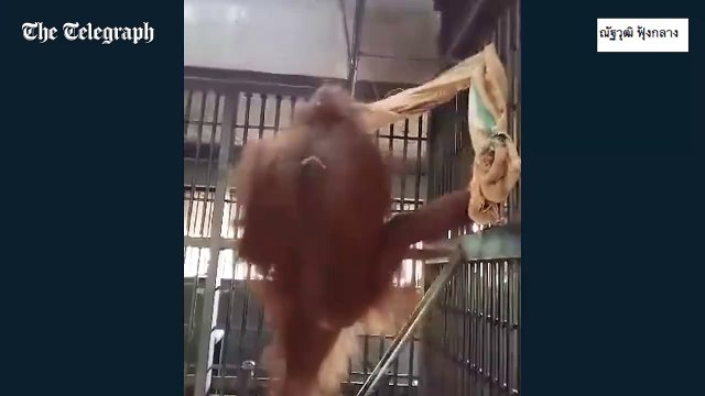 An orangutan uses her blanket to make a hammock to sleep in at night.
