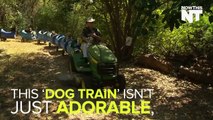 This Homemade 'Dog Train' Takes Rescued Puppies On...