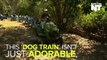 This Homemade 'Dog Train' Takes Rescued Puppies On...
