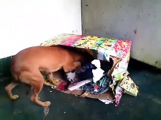 When the mother instincts kicks in. How sweet.