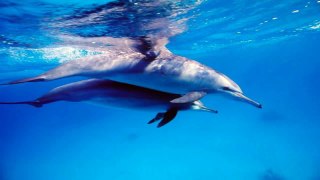 ♫ Dolphin dreams ♫ Melody oceans ♫ Zen and Relaxation ♫