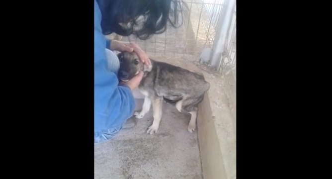 Un chien maltraité se fait caresser pour la première fois