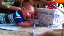 Cute Cats and Babies Cuddling - Babies Love Cats Compilation - Funny Animals Channel
