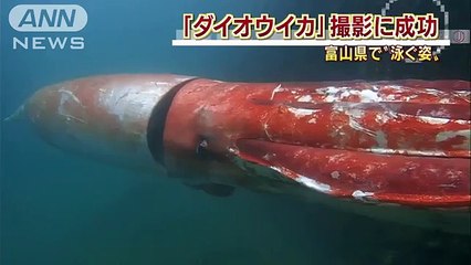 Descubren calamar gigante en las costas de Japón