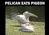 Pelican eats a Pigeon.. what the f**k