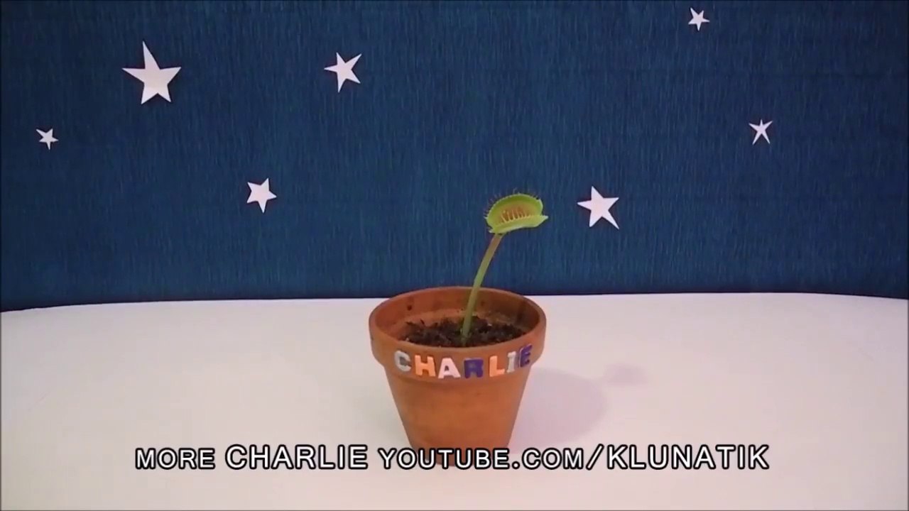 Cette plante carnivore vous souhaite une BONNE ANNÉE 2016!!!!