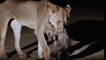 Lion Documentary National Geographic FULL LION ATTACKS Buffalo & Hyena under Threat [Class