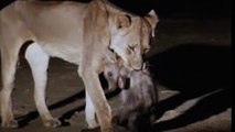 Lion Documentary National Geographic FULL LION ATTACKS Buffalo & Hyena under Threat [Class