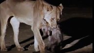 Lion Documentary National Geographic FULL LION ATTACKS Buffalo & Hyena under Threat [Class