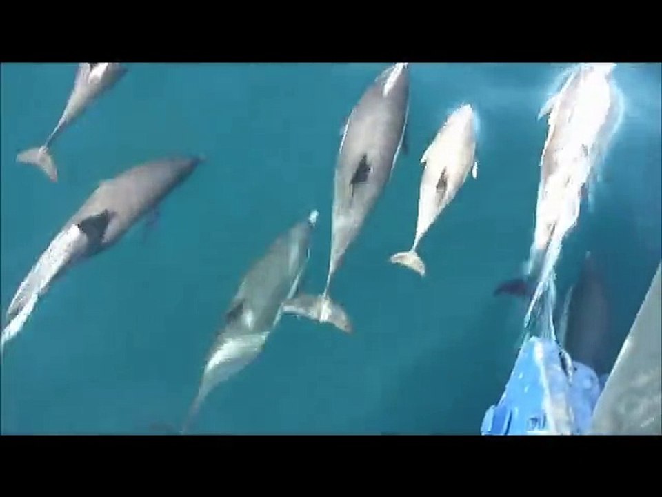 Dolphin Spirit - Revolution