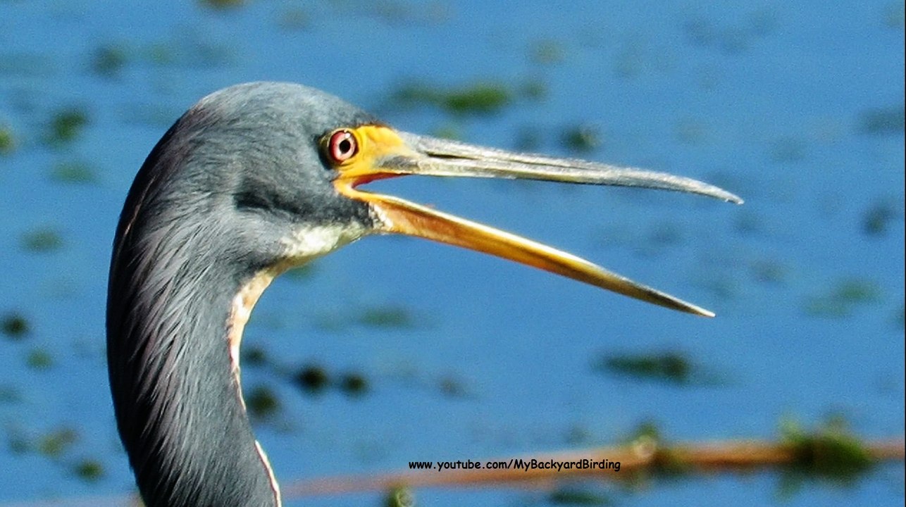 Tricolored Heron Heron Up Close