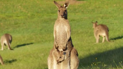 Résumé en Images en Australie - Jeux et Enjeux des Récréations du Monde