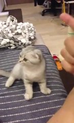 Imaginary Bullet Kills Kitten