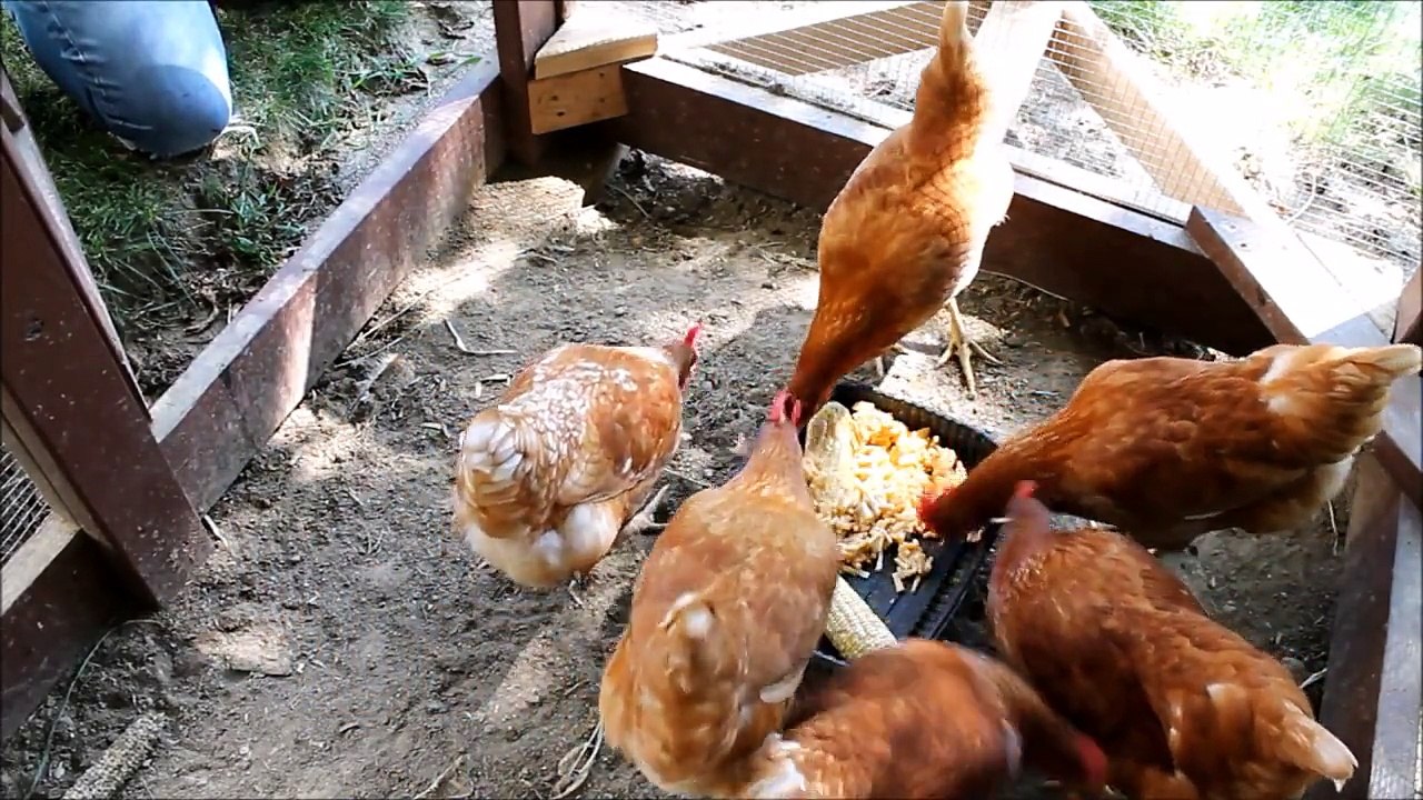 Backyard Chickens - Is it Really Worth it