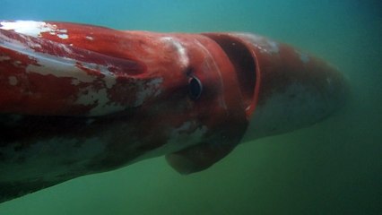 كالامار ضخم يلفت الانظار في مرفأ ياباني