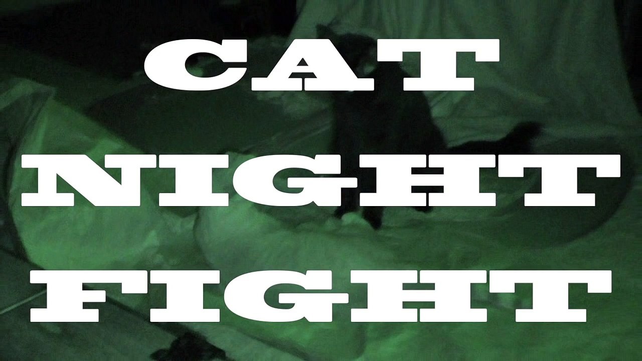 Cat Night Fight!