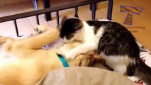 Cute animals waking each other up - Funny animal compilation