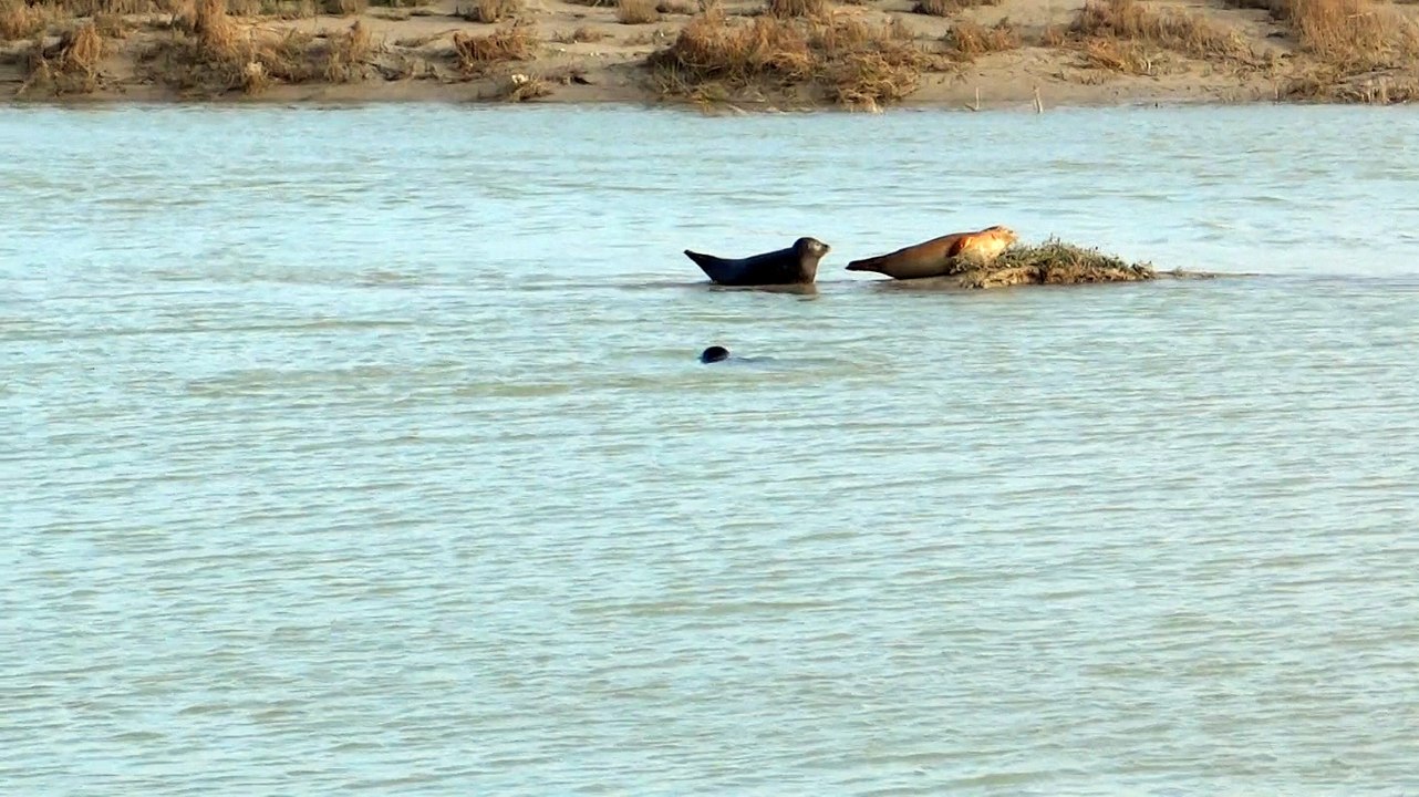 Phoques de la Baie de Somme