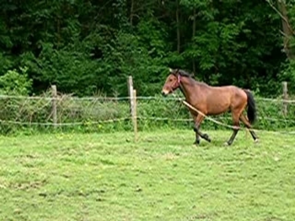 Queno Longe + Barre au sol