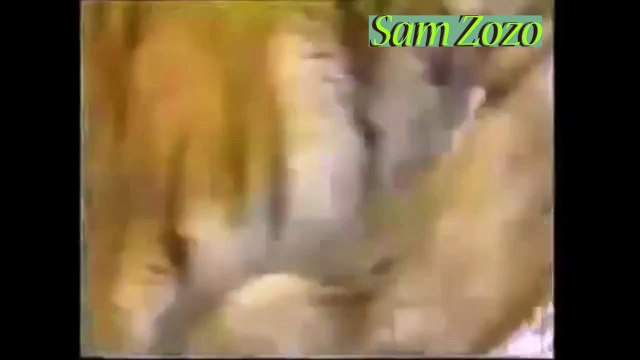 Wild animals hunting dog. Pit bull vs tiger. Leopard attack guard dogs. Mountain lion vs d