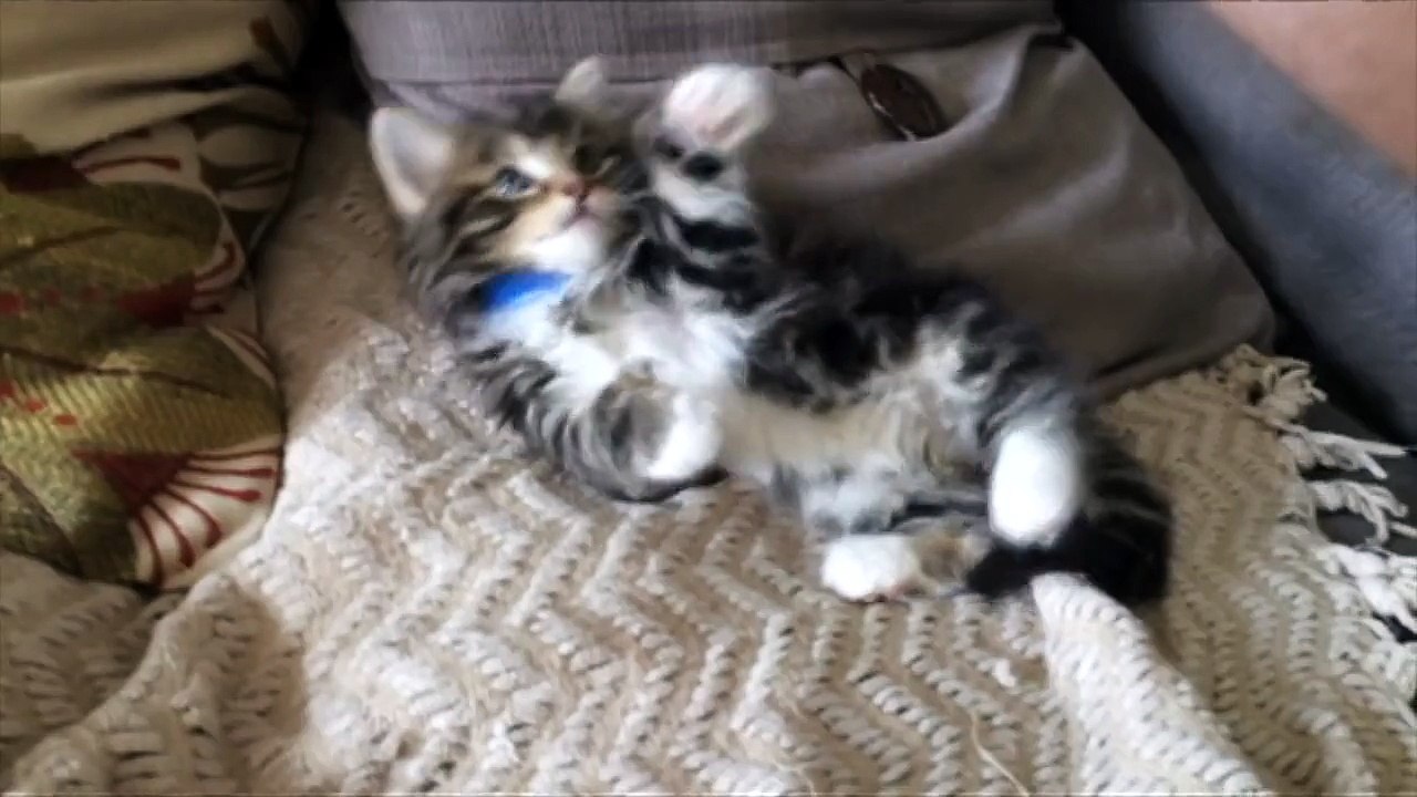 "Tickle Me Winnie" - Most Adorable and Cutest Kitten Ever Getting Tickled