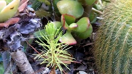 Plants And Cabbages Are Growing