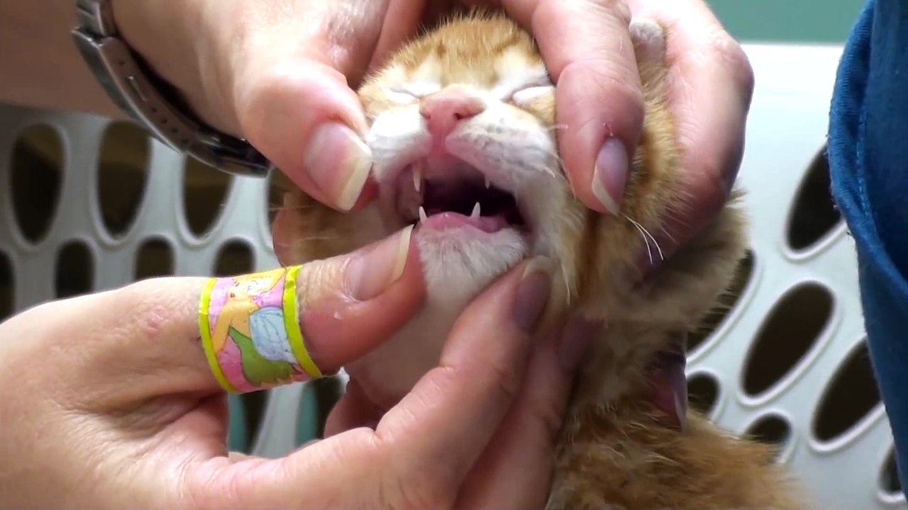 Kitten's First Vet Visit