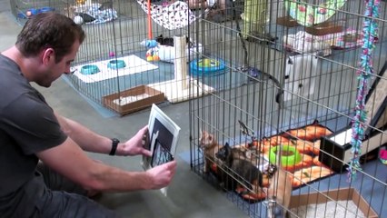 Kittens in Mirrors Hilarious Reactions!