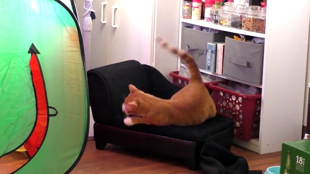 Life With Cats - Funny Compilation