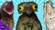 Worlds Weirdest Birds! 5 Weird Animal Facts : Ep. 32 - AnimalBytesTV