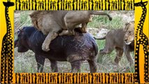 LION vs HIPPO - Animal Fight Lion vs Hippo vs Lion Real Fight