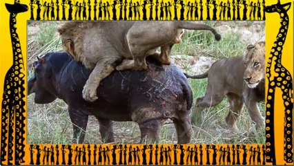 LION vs HIPPO - Animal Fight Lion vs Hippo vs Lion Real Fight
