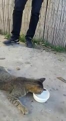 أبناء الحي يحاولون إسعاف قطة مريضة